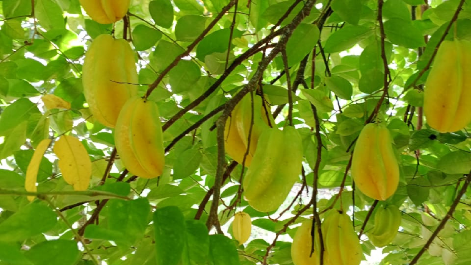 Presidente da ATAPEC visita o sítio e acompanha melhorias no local